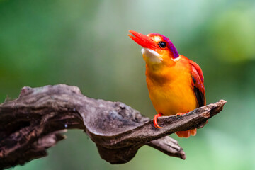 Rufous Backed Kingfisher perch open eye level