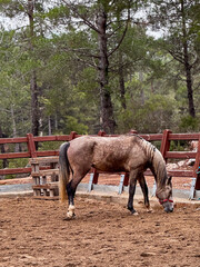 horse walks on a farm pine trees autumn. High quality photo