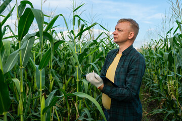 Farmer examining corn stalks in maize field, inspecting corn in cornfield