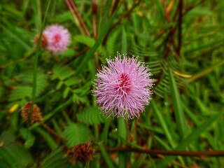 flower of a thistle