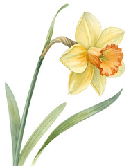 Obraz premium A single yellow daffodil with trumpet-shaped petals