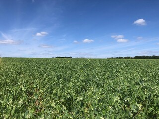 Crop of Vining peas on a sunny day in July in Lincolnshire, England, United Kingdom