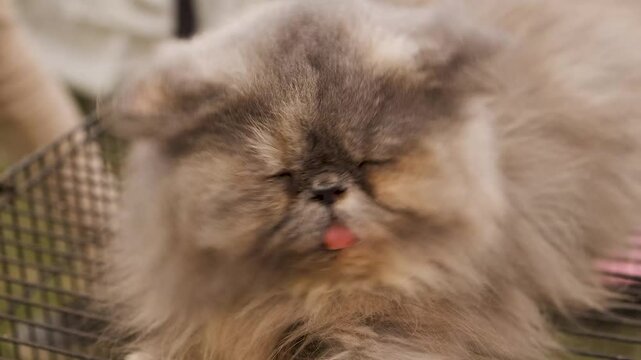 Ragg doll flat faced white cat with curled tongue falling asleep. fluffy cat persian breed.