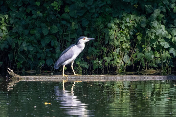 Nachtreiher sitzt auf einem Baumstumpf