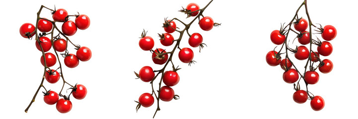 A Set of Freshly Picked Organic Cherry Tomatoes on the Vine Isolated on Transparent Background