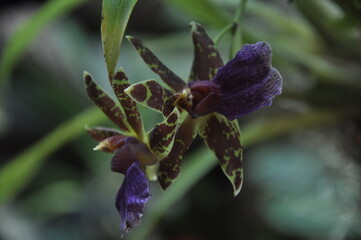 orchid dark purple and green like spider