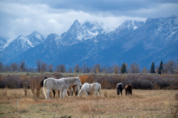 Horses beneath the Grand Tetons.