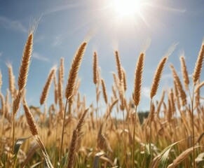 Fototapeta premium Wheat stalks stand tall and proud in the sunlight on a sunny summer day, golden wheat fields,