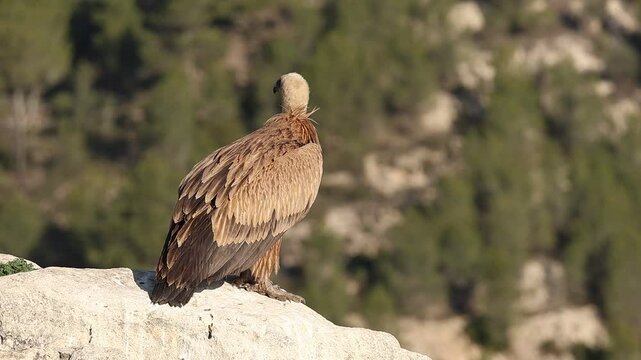 Buitre gyps fulvus de espaldas sobre una roca mira a c&aacute;mara de reojo y sale volando, Alcoy, Espa&ntilde;a