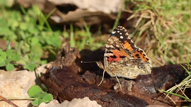Mariposa Vanessa cardui alimentandose de heces en el parque natural Sierra de Mariola, Espa&ntilde;a