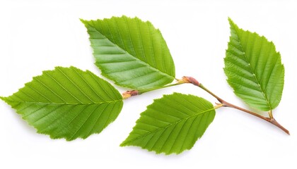 Fototapeta premium Beech tree branch displaying verdant leaves, creating natural aesthetic against pristine white studio background