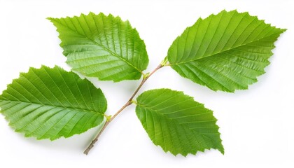 Fototapeta premium Beech branch with verdant leaves spreading across pristine white surface, capturing botanical detail and natural elegance