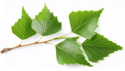 Fototapeta premium Green birch branch displaying fresh, verdant leaves, contrasting against pristine white backdrop, highlighting seasonal vitality