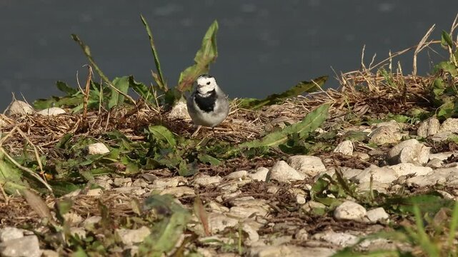 Pajarita de las nieves Motacilla Alba comiendo en la orilla del r&iacute;o Serpis, Beniarr&eacute;s, Espa&ntilde;a