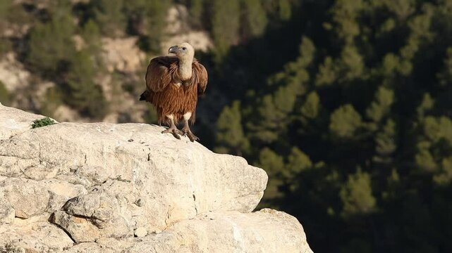 Buitre leonado gyps fulvus cagando, Alcoy, Espa&ntilde;a