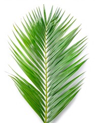 Green coconut palm leaf highlighting delicate texture and tropical vibrancy against pure white background