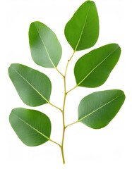 Verdant eucalyptus branch displaying lush green foliage against pristine white backdrop