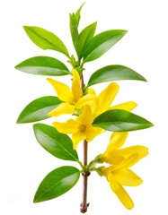 Fototapeta premium Delicate forsythia branch displaying bright yellow blossoms and verdant green foliage, contrasting against pristine white background