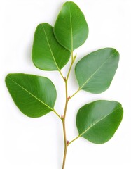 Naklejka premium Verdant eucalyptus branch displaying lush green foliage, sharply defined with pristine white backdrop, capturing botanical clarity