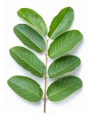 Obraz premium Studio shot of a guava branch with green leaves, isolated on a white background, full depth of field