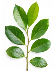 Fototapeta premium Verdant jackfruit foliage clustered on branch, presenting lush green textures against pristine white background