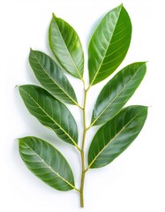 Fototapeta premium Green jackfruit branch displaying vibrant leaves, photographed against pure white backdrop, highlighting botanical freshness