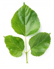 Fototapeta premium Mulberry branch displaying verdant leaves, revealing delicate veins and serrated margins, positioned on pristine white surface