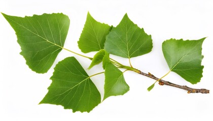 Studio shot of a poplar branch with green leaves, isolated on a white background, representing nature, growth, and freshness