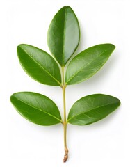 Obraz premium Green privet branch displaying lush foliage, standing isolated against pristine white background, revealing crisp botanical details