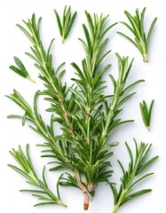 Fototapeta premium Rosemary herb branch with verdant leaves casting sharp detail, nestled against pristine white backdrop, highlighting botanical freshness