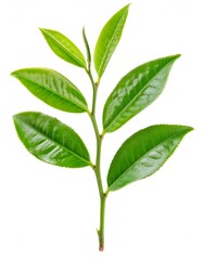 Fresh tea tree branch with leaves, isolated on a white background with full depth of field
