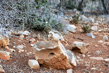 Typical steppes with plants and gnawed, old animal skulls in late summer on the island of Crete in Greece
