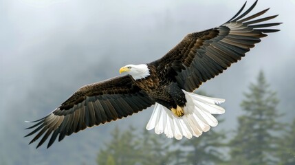Fototapeta premium Majestic bald eagle soaring through the clear blue sky over scenic mountain landscape 