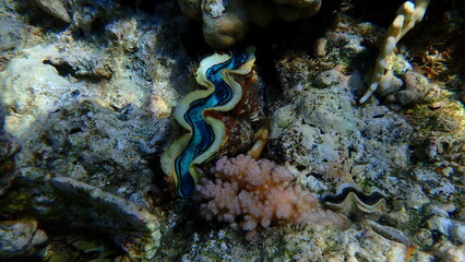 Maxima clam or small giant clam (Tridacna maxima) undersea, Red Sea, Egypt, Sharm El Sheikh, Montazah Bay
