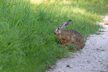 Feldhase sitzt in der Wiese und knabbert Gras