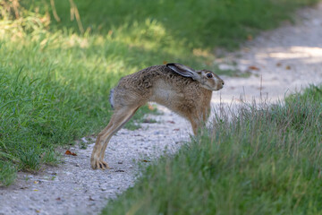 Feldhase beim Yoga - er dehnt und streckt sich