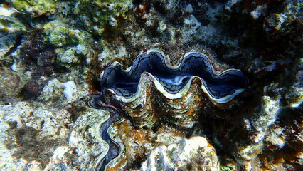 Maxima clam or small giant clam (Tridacna maxima) undersea, Red Sea, Egypt, Sharm El Sheikh, Montazah Bay

