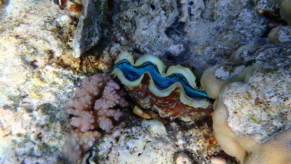 Maxima clam or small giant clam (Tridacna maxima) undersea, Red Sea, Egypt, Sharm El Sheikh, Montazah Bay
