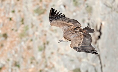 Griffon Vulture (Gyps fulvus), Crete