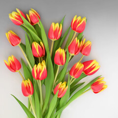 Spring tulip red and yellow striped flower bouquet on gradient gray background. Dow Jones variety, symbol of Springtime and Easter. 
