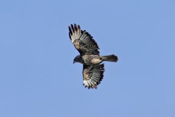 Common Buzzard (Buteo buteo), spotted over Baldoyle Racecourse, Dublin; common in Europe