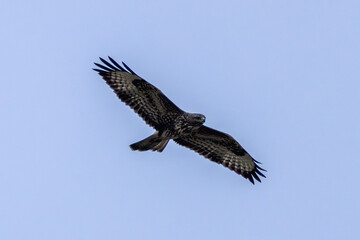 Common Buzzard (Buteo buteo), spotted over Baldoyle Racecourse, Dublin; common in Europe