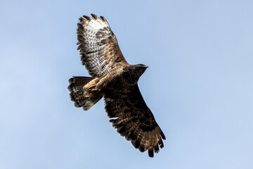 Common Buzzard (Buteo buteo), spotted over Baldoyle Racecourse, Dublin; common in Europe