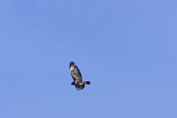 Common Buzzard (Buteo buteo), spotted over Baldoyle Racecourse, Dublin; common in Europe
