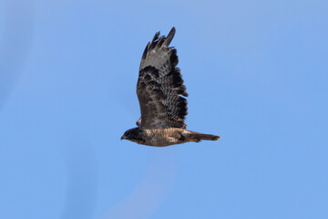 Common Buzzard (Buteo buteo), spotted over Baldoyle Racecourse, Dublin; common in Europe