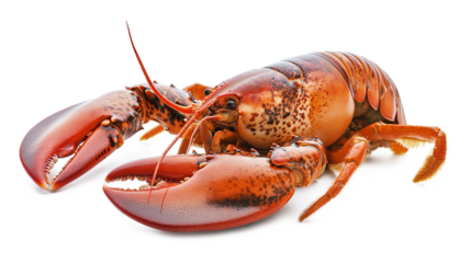 European lobster isolated on a white background