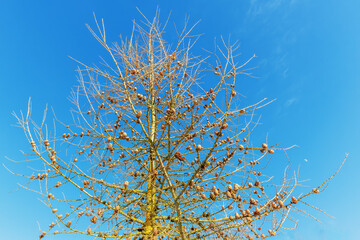 Larch branches in the blue winter sky