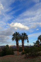Fototapeta premium Palm trees in the desert