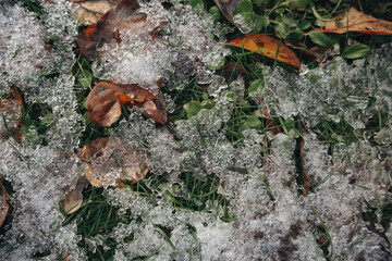green grass with melting snow and old brown leaves