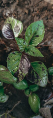 fresh green basil leaves 